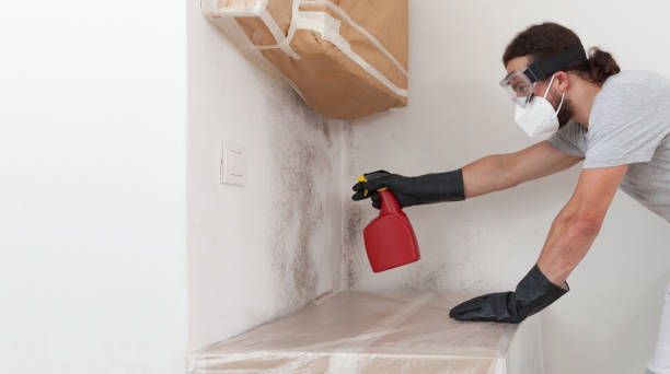 Professional Basement Mold Remediation technician working in Spring Grove, IL