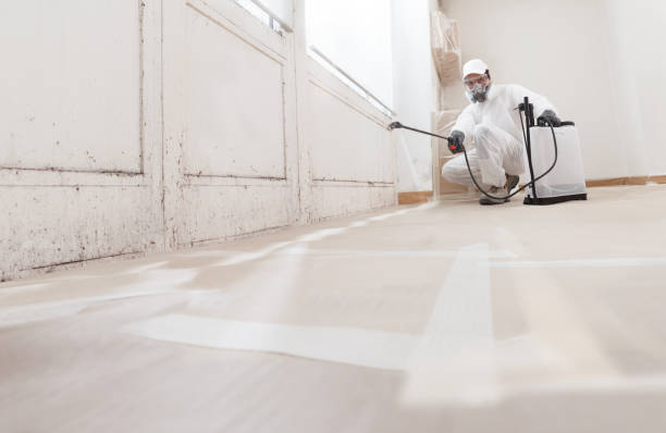 24/7 Emergency Basement Mold Remediation experts in Spring Grove, IL