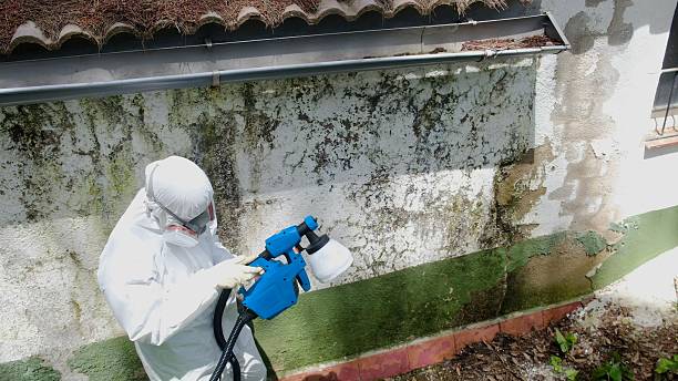 Trusted Basement Mold Remediation service in Spring Grove, IL - Cheap Mold Removal